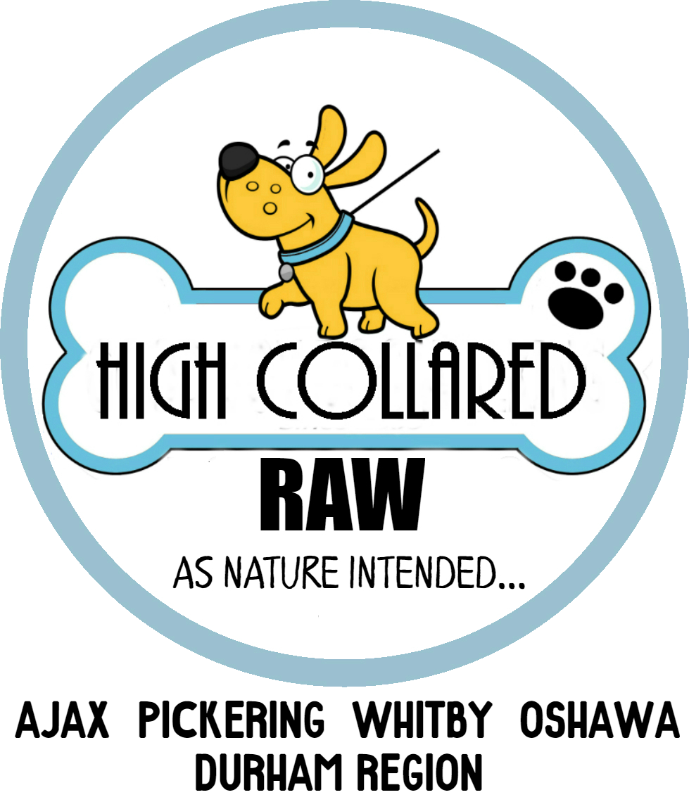Raw Dog Food Ajax | High Collared Raw